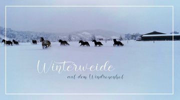 Thumbnail Winterweide